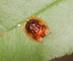 Notosacantha siamensis