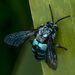 Neon Cloak-and-dagger Bee - Photo (c) deemc, some rights reserved (CC BY-NC)