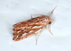 Meyrickella torquesauria