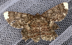 Amblychia subrubida