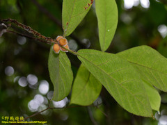 Ficus aurata