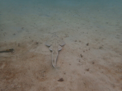 Aptychotrema rostrata