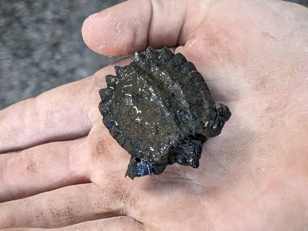 Common Snapping Turtle from Marion Township, PA, USA on September 30
