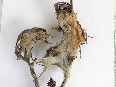 Euproctis chrysorrhoea