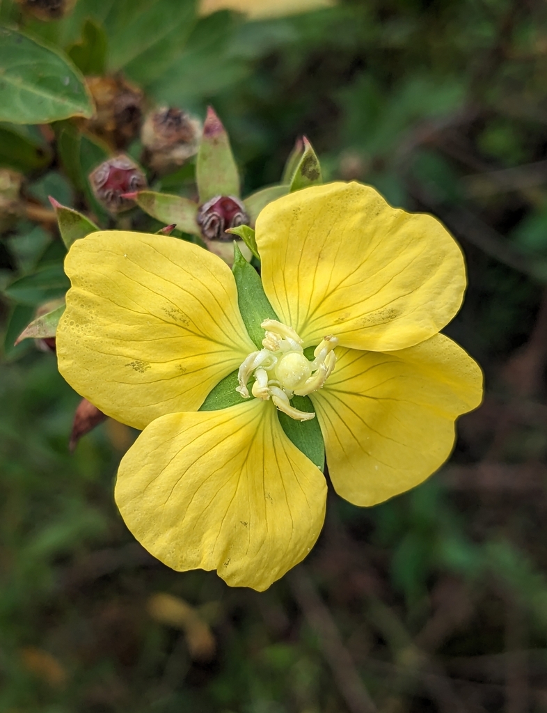 Ludwigia nervosa