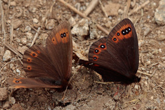 Erebia triarius