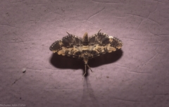 Nacoleia amphicedalis