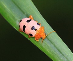Podontia affinis