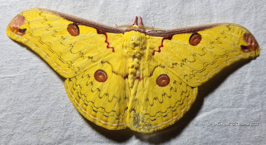 Loepa miranda