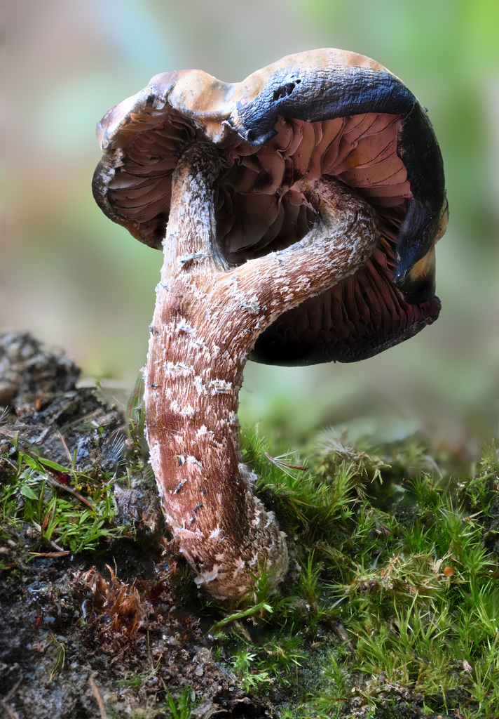 Psilocybe zapotecorum · April 2023 · photo: © alan_rockefeller (iNaturalist, cc-by-sa)