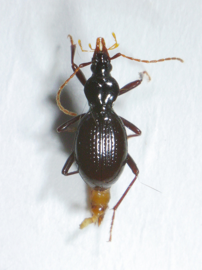 Imperfect Snail-eating Beetle