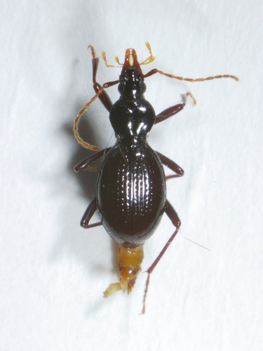 Scaphinotus imperfectus