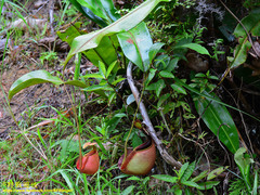 Nepenthes bicalcarata