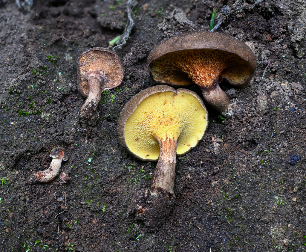 Gyrodon monticola · April 2023 · photo: © alan_rockefeller (iNaturalist, cc-by-sa)