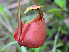 Nepenthes bicalcarata
