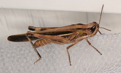 Aiolopus thalassinus dubius