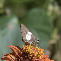 Coeliades forestan forestan