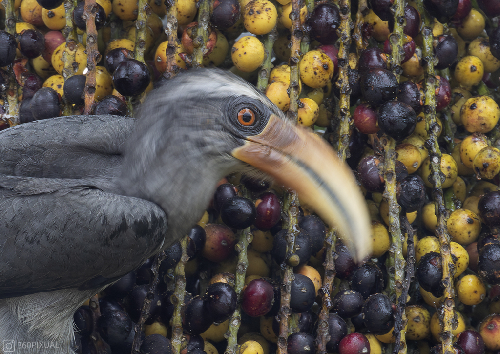 Malabar Grey Hornbill