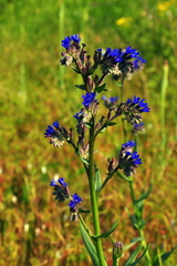 Anchusa leptophylla