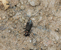 Cylindera spinolai