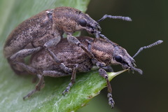 Tanymecus palliatus