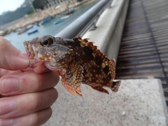 Sebastiscus marmoratus