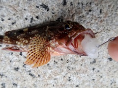 Sebastiscus marmoratus