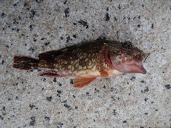 Sebastiscus marmoratus