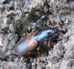 Gynandromorphus etruscus