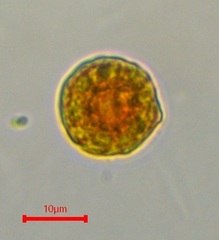 Haematococcus