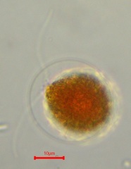 Haematococcus