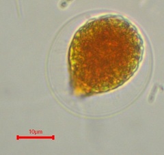 Haematococcus