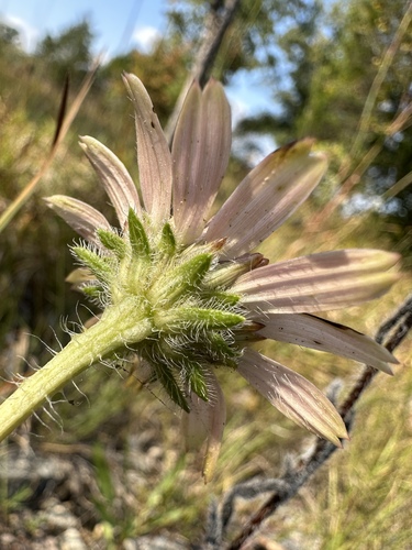 Image of Echinacea tennesseensis by (c) Matt Berger, some rights reserved (CC BY)