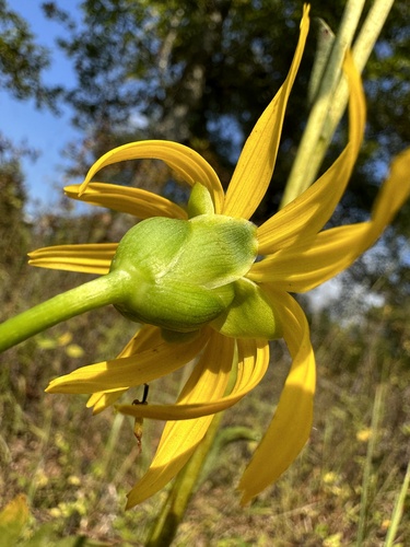 Image of Silphium pinnatifidum by (c) Matt Berger, some rights reserved (CC BY)