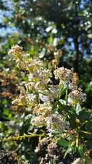 Ceanothus thyrsiflorus thyrsiflorus