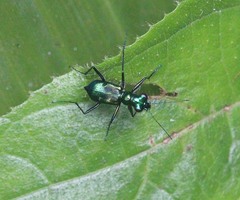 Cylindera versicolor