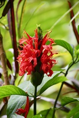 Pachystachys spicata