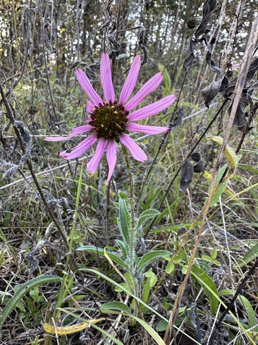 Image of Echinacea tennesseensis by (c) Matt Berger, some rights reserved (CC BY)