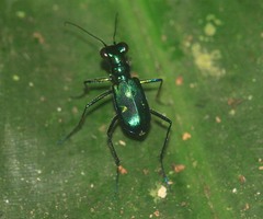 Cylindera versicolor