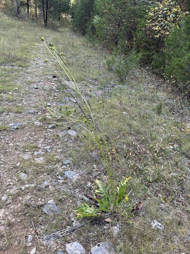 Image of Silphium pinnatifidum by (c) Matt Berger, some rights reserved (CC BY)