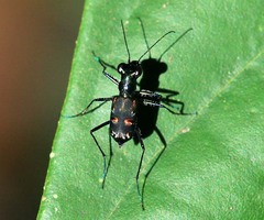 Cylindera versicolor