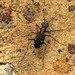 Lined Tiger Beetle - Photo (c) Les Day, some rights reserved (CC BY-NC), uploaded by Les Day