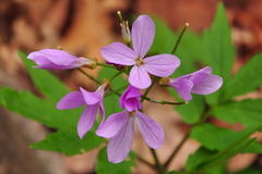 Cardamine quinquefolia