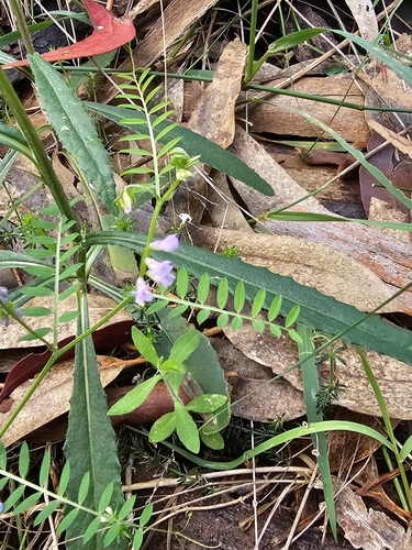 Image of Vicia disperma by (c) ianrainbow, some rights reserved (CC BY)