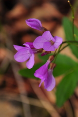 Cardamine quinquefolia