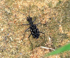 Lophyra striolata