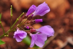 Cardamine quinquefolia