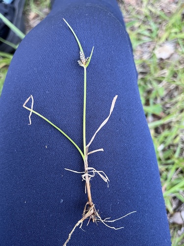 Cyperus sanguinolentus, 2023-10-05