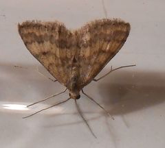 Scopula rubraria