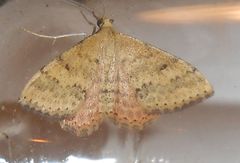 Scopula rubraria